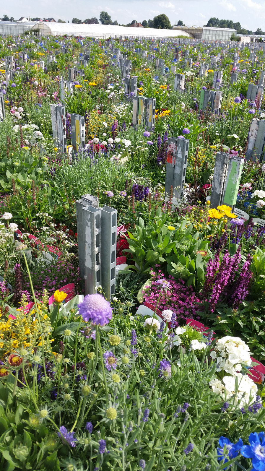 Ulrich Hupe und seine Erfahrung mit der termingenauen Produktion von Stauden und Zierpflanzen