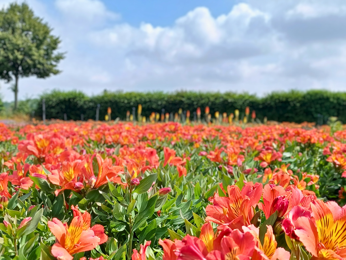 Ulrich Hupe freut sich an seinen Alstromeria Indian Summer und Kniphophia Feldern im Freiland