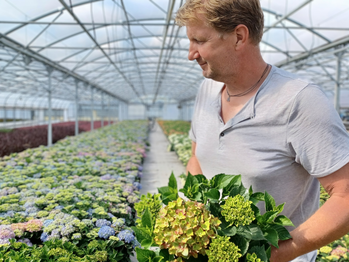 Ulrich Hupe bringt über 10 Jahren Erfahrung als Kultivateur von Hydrangea Macrophylla mit - sowohl unter Folie als auch im Freiland