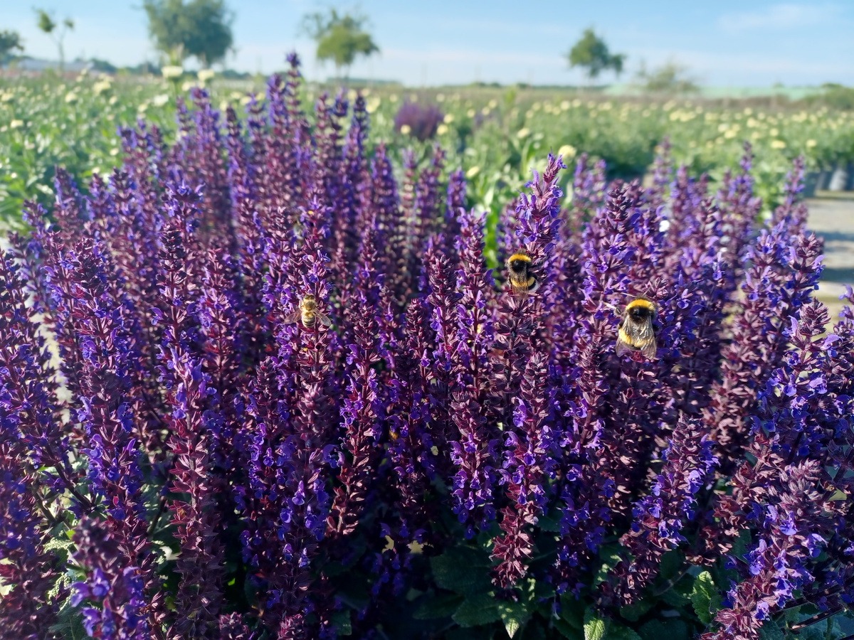 Beratung zur Freilandproduktion von Stauden und Zierpflanzen