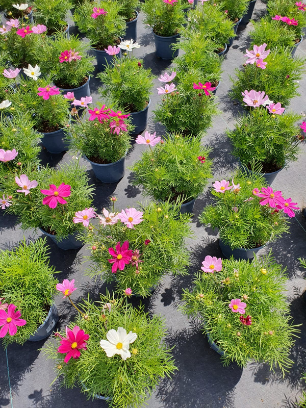 Ulrich Hupe kann Sie aufgrund seiner langjährigen Erfahrung als Kultivateur bei Ihrer Anbauplanung fachmännisch und kompetent beraten